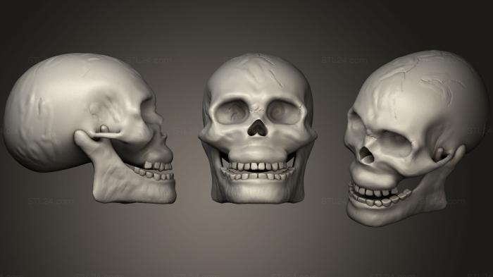 Анатомия скелеты и черепа (Детализированный Череп, ANTM_0383) 3D модель для ЧПУ станка